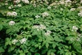 A view of a white-flowered meadow of Aegopodium podagraria L. from the apiales family, commonly referred to as earthen elder, Royalty Free Stock Photo