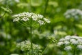 A view of a white-flowered meadow of Aegopodium podagraria L. from the apiales family, commonly referred to as earthen Royalty Free Stock Photo