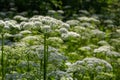 A view of a white-flowered meadow of Aegopodium podagraria L. from the apiales family, commonly referred to as earthen Royalty Free Stock Photo