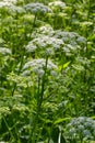 A view of a white-flowered meadow of Aegopodium podagraria L. from the apiales family, commonly referred to as earthen elder, Royalty Free Stock Photo