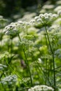 A view of a white-flowered meadow of Aegopodium podagraria L. from the apiales family, commonly referred to as earthen elder, Royalty Free Stock Photo