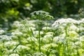 A view of a white-flowered meadow of Aegopodium podagraria L. from the apiales family, commonly referred to as earthen Royalty Free Stock Photo