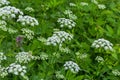 A view of a white-flowered meadow of Aegopodium podagraria L. from the apiales family, commonly referred to as earthen Royalty Free Stock Photo