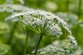 A view of a white-flowered meadow of Aegopodium podagraria L. from the apiales family, commonly referred to as earthen Royalty Free Stock Photo