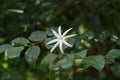 View of a white fragrant flower of a wild jasmine vine (Jasminum Angustifolium)