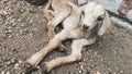 View of a white goat sitting in the ground Royalty Free Stock Photo