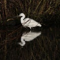 A view of a White Ibis Royalty Free Stock Photo