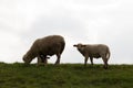 View on a white lamb looking directly in the camera in rhede emsland germany Royalty Free Stock Photo