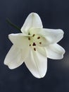 View of a white lily in full bloom Royalty Free Stock Photo