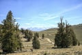 View of White Mountains From Ancient Bristlecone Pine Tree, California Royalty Free Stock Photo