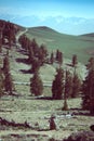 View of the White Mountains in Inyo National Forest in the Ancient Bristlecone PineForest in California eastern sierra Royalty Free Stock Photo