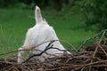 JACK RUSSELL DOG INVESTIGATING A PILE OF DRY BRANCHES