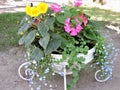 View of white  pot with bright  flowers in the garden, Saint-Petersburg Royalty Free Stock Photo