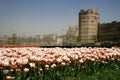 A view of white and red colored tulips by the historical Topkapi City Walls in a foggy day in Istanbul in spring time