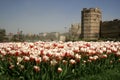 A view of white and red colored tulips by the historical Topkapi City Walls in a foggy day in Istanbul in spring time