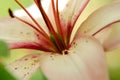 View of white and red flower up close