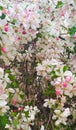 Apple tree in blossom Royalty Free Stock Photo
