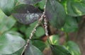 View of the white Scale insects in different development stages sticks on a stem