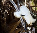 View of a white seabird in its nest in a field captured on a sunny day