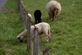 View on a white sheep feeding grass from behind the fence in rhede ems emsland germany