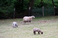 View on a white sheep with two little lambs on a field in crosswise