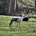 A view of a White Stork Royalty Free Stock Photo