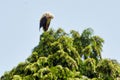 a white stork sitting on the top of a tall tree