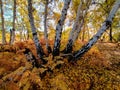 View of the white trunk of birches trees in the autumns season in the reserve park of Manziana in Lazio Italy