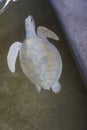 view of a white turtle.