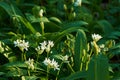 View of white wild garlic flowers on blooming meadow in forest. Spring day with green defocused background