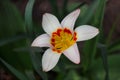 View of white-yellow-orange tulip flower in the spring garden Royalty Free Stock Photo