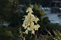 View of white Yucca plant or Agave cactus in bloom at garden, district Drujba