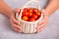 View of a wicker basket with freshly harvested tomatoes in hands. Woman holding cherry tomatoes Royalty Free Stock Photo
