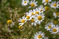 View of a wild field herbs and camomile plants Royalty Free Stock Photo
