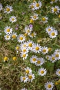 View of a wild field herbs and camomile plants, on park Royalty Free Stock Photo