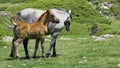 View of a wild horse walking with her baby on a sunny day in the greenery Royalty Free Stock Photo