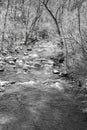 A view of a Wild Mountain Trout Stream