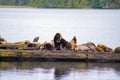 View of wild stellar sea lions by the ocean in Ucluelet, Vancouver Island, Canada Royalty Free Stock Photo