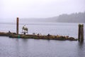 View of wild stellar sea lions by the ocean in Ucluelet, Vancouver Island, Canada Royalty Free Stock Photo