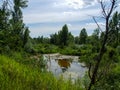 View on wild Vistula oxbow lake in Jozefow near Warsaw in Poland.