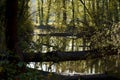 View of wild wetlands with river and fallen tree trunks over water. Forest on a spring day Royalty Free Stock Photo