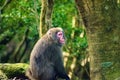 View of wild Yakushima Macaque monkey in Yakushima island, Japan