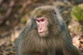 View of wild Yakushima Macaque monkey in Yakushima island, Japan