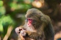 View of wild Yakushima Macaque monkey in Yakushima island, Japan