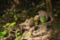 View of wild Yakushima Macaque monkeys in Yakushima island, Japan Royalty Free Stock Photo