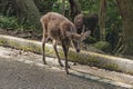 View of wild Yakushima spotted sika deer or Cervus nippon yakushimae in Yakushima Island, Japan