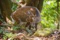 View of wild Yakushima spotted sika deer or Cervus nippon yakushimae in Yakushima Island, Japan