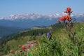 Shrine Mountain Wildflowers Royalty Free Stock Photo