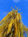 View of the willow crown. Royalty Free Stock Photo