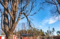 View at willow tree with broken branch - possibly from heavy snow/ice at winter or hurricane wind at summer. Very thick branch was Royalty Free Stock Photo